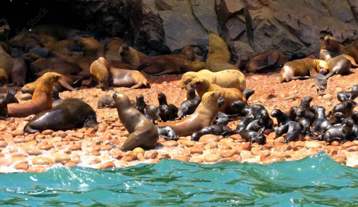 tours-paracas2